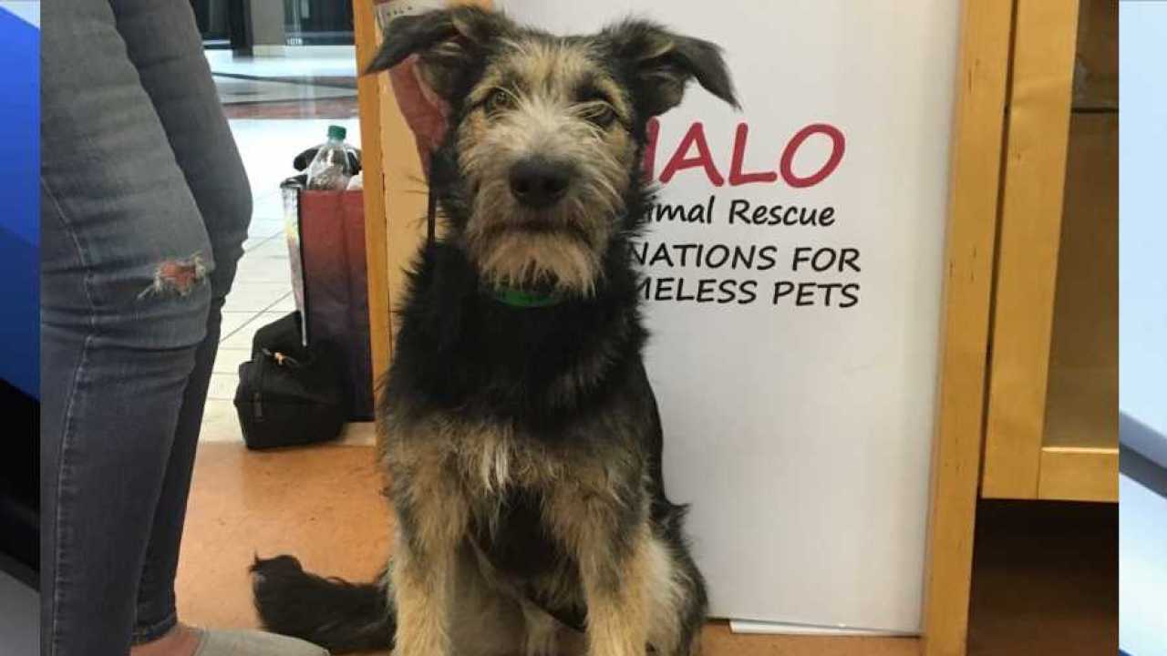 Meet the Rescue Dog Who Will Be Playing Tramp in Disney's LiveAction