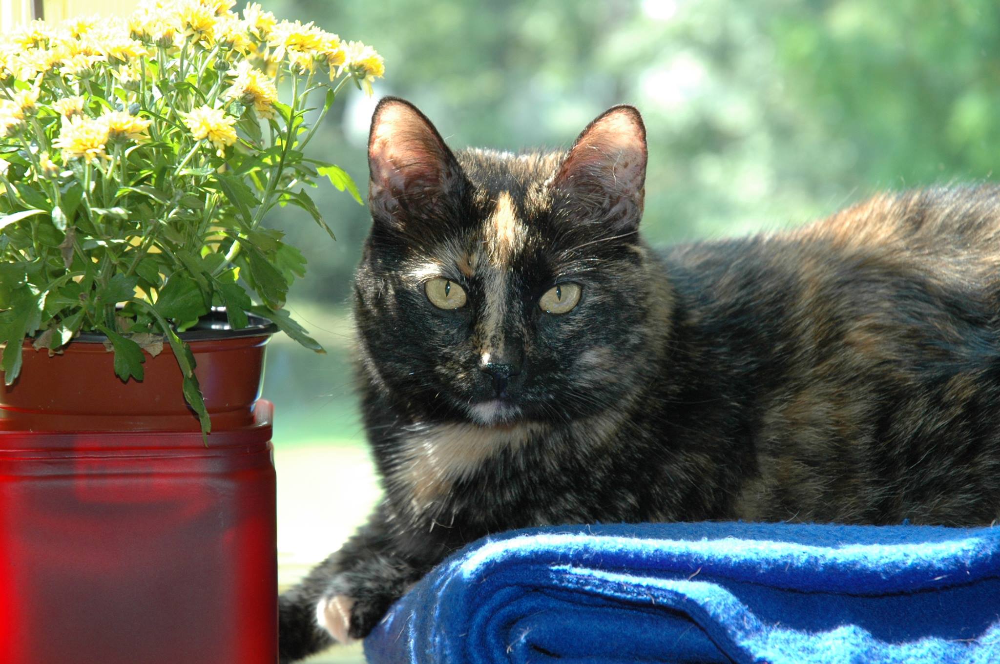 House Cat Domesticated?