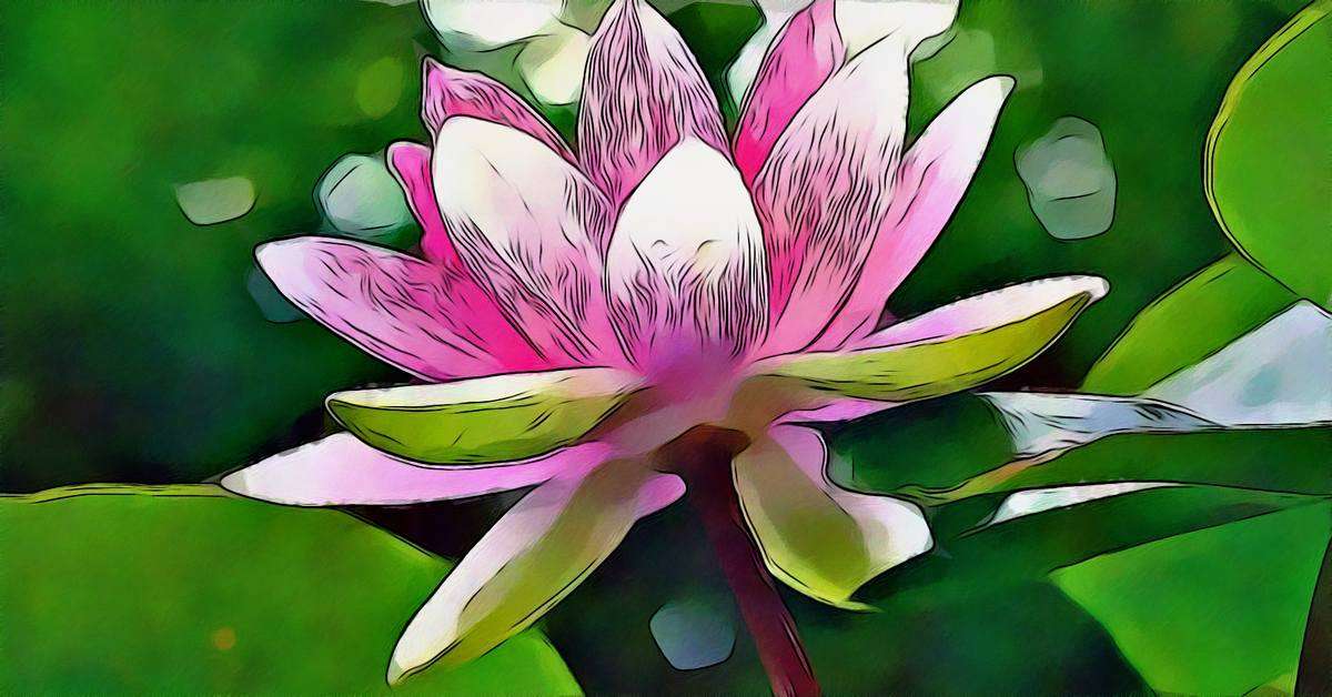 Lotus Flower Meaning Greek Best Flower Site