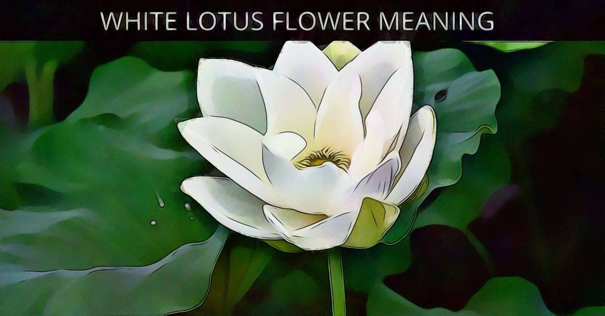 White Lotus Flower White Lotus Flower Meaning