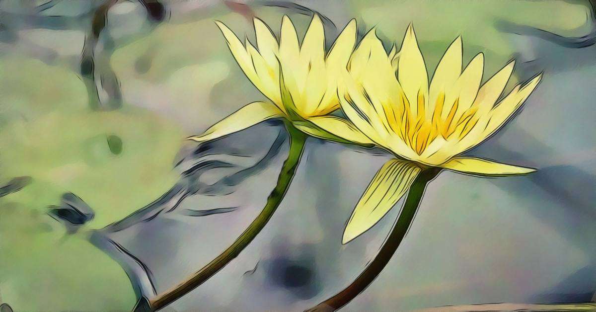 Yellow Lotus Flower Meaning Yellow Lotus Flower Symbolism