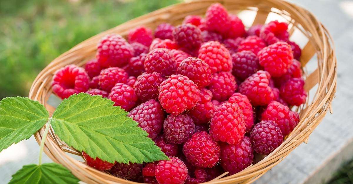 Best Berries to Grow In Containers