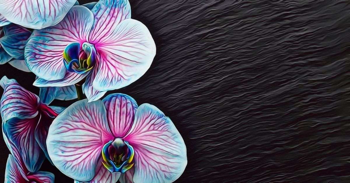 Meaning Behind Orchid Flower Colors
