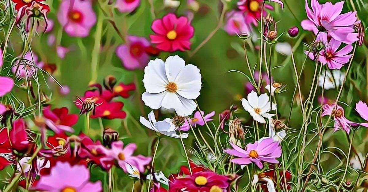 Cosmos Flower Meaning and Symbolism
