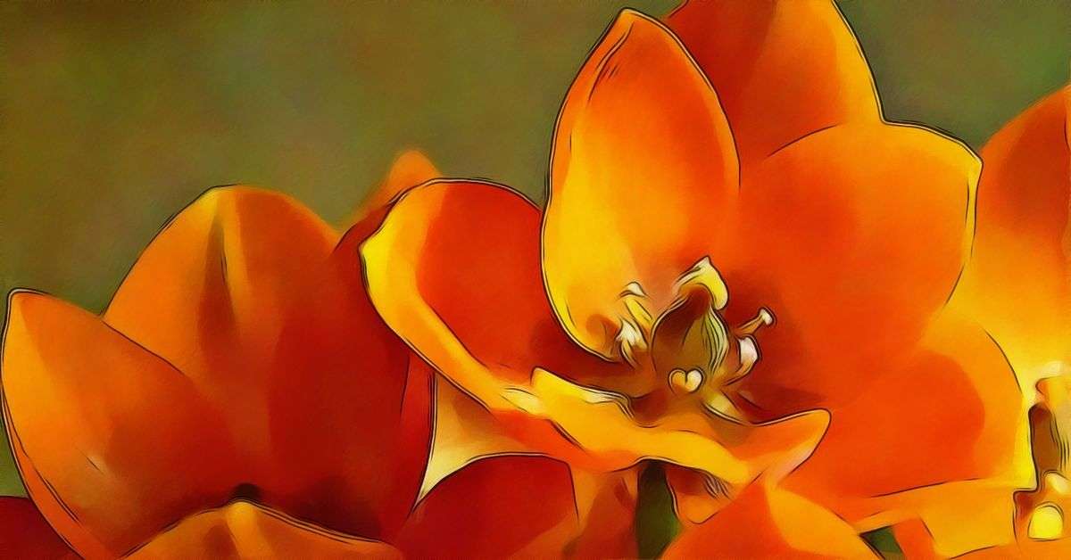 Orange Star Flower Info and Care