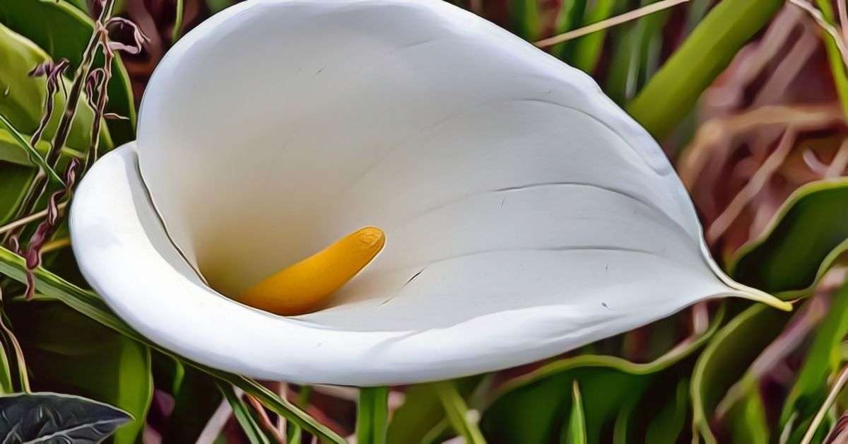 Calla Lilies A Guide On Their Growth And Care