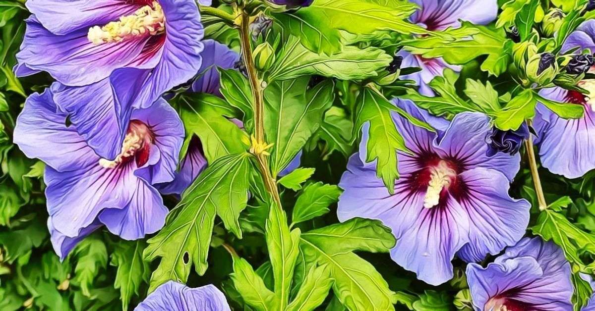 8 Remarkable Uses for Hibiscus What to Know