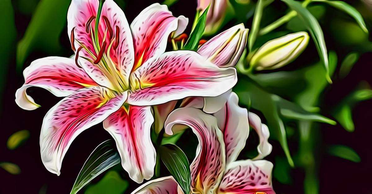 Stargazer Lily Smell