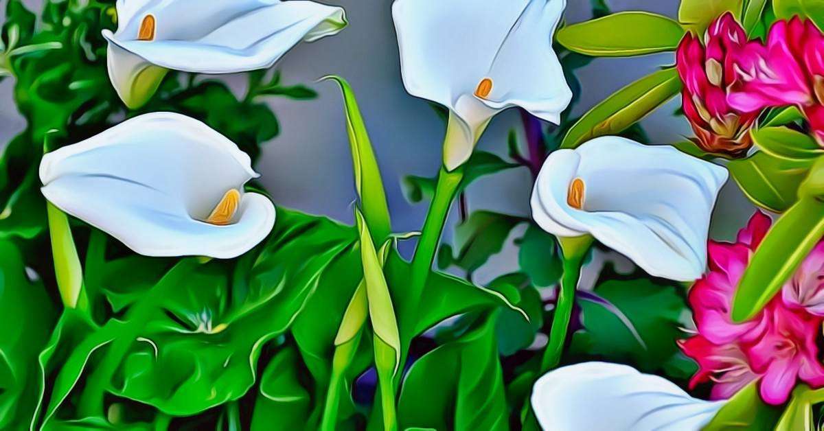 Are Calla Lilies Poisonous? Mystery Revealed!