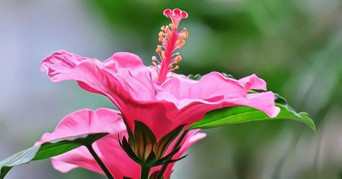 Hibiscus Flower Questions and Answers