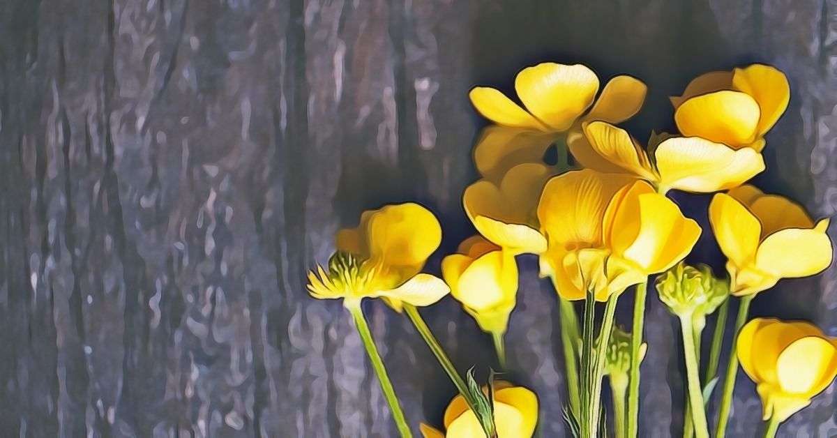 Buttercup Flower Meaning and Symbolism