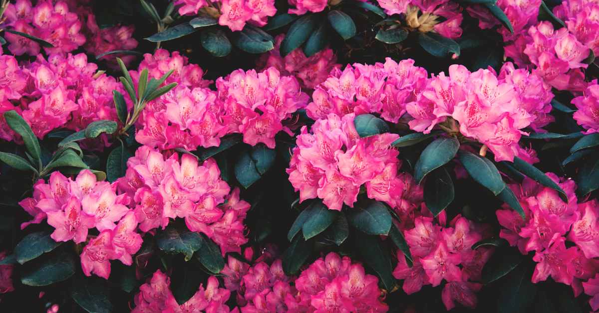 Rhododendron Flower Meaning and Symbolism