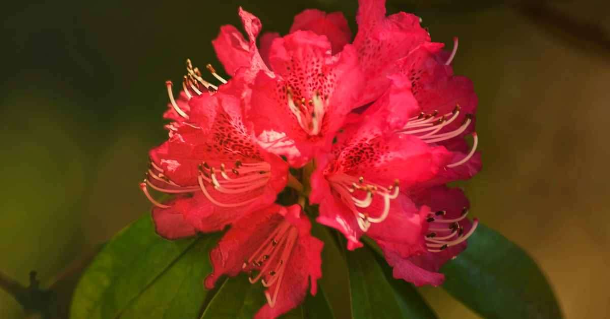 Rhododendron Flower Meaning and Symbolism