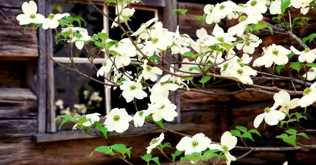 Are Flowering Dogwood Trees Messy