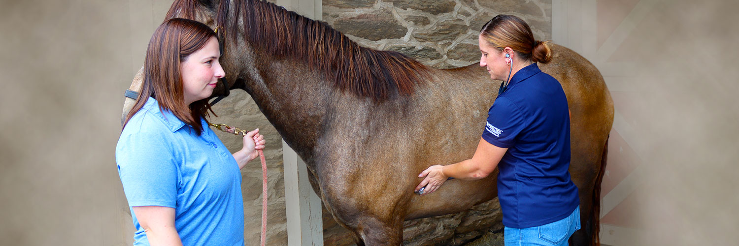 Hess Equine Veterinary Services PA Equine Vet MD Horse Vet