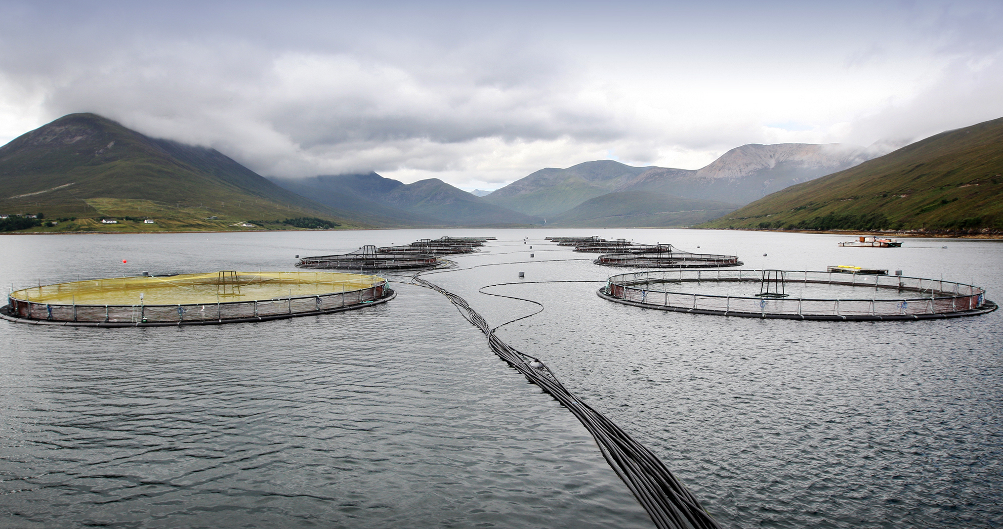 FISH FARM West Highland Free Press