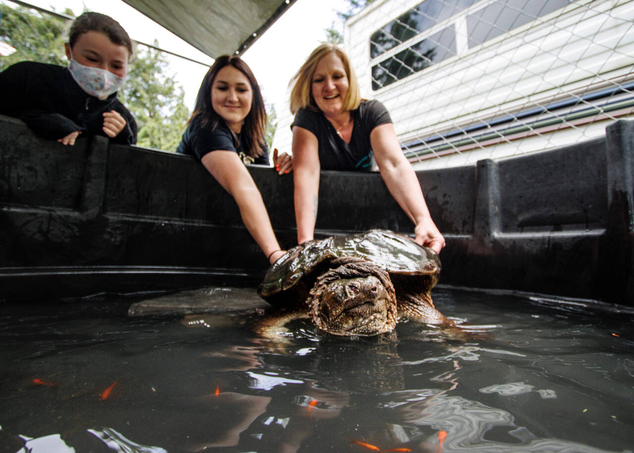 Oh snap Pet store rescues giant turtle Whidbey NewsTimes