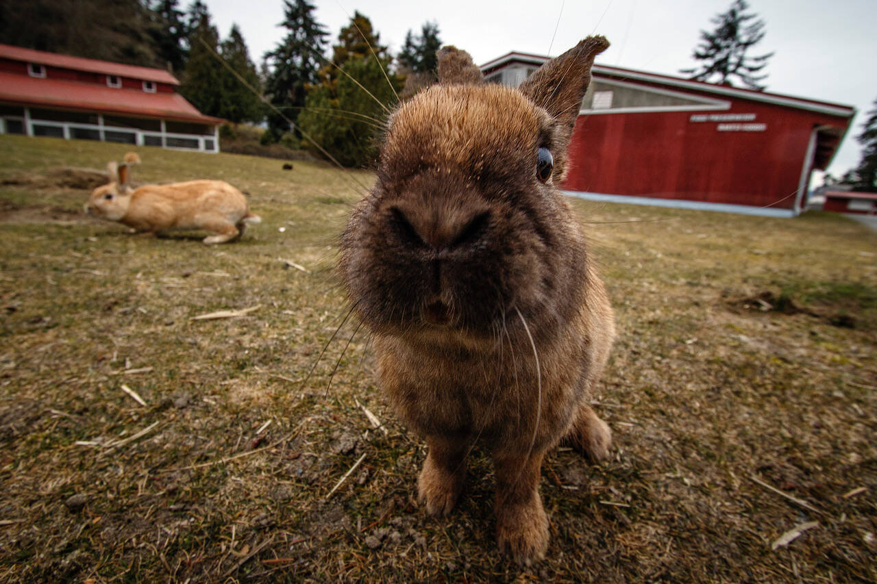 Rabbit disease outbreak hits Langley Whidbey NewsTimes