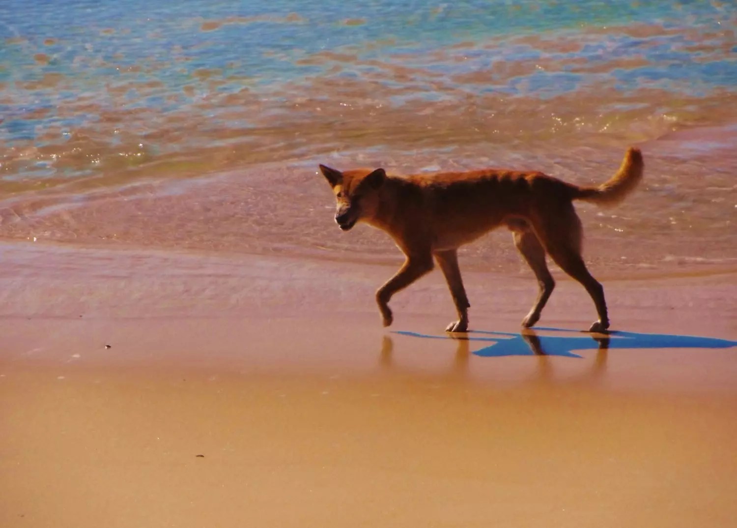 Why Camping On Fraser Island Is The Ultimate Aussie Experience While