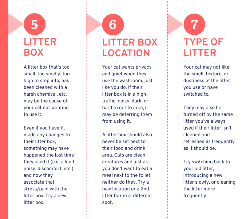 Why your Cat Started Pooping on the Floor & Quick Fixes Whiskerful Life