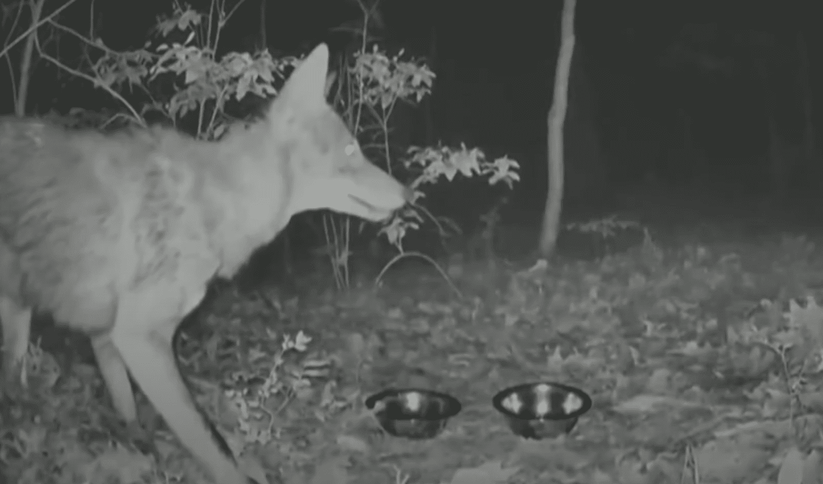 Rhode Island Hiker Killed A Rabid Coyote With His Bare Hands After It