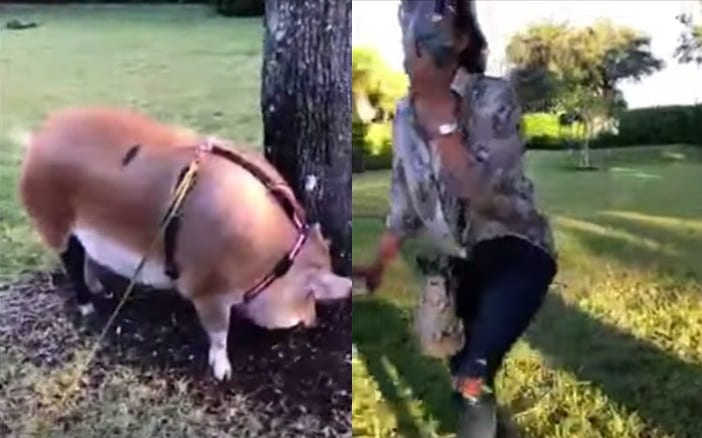 Karen Loses Her Mind After Pet Pig Poops In The Park â€œLOOK HOW MUCH IS