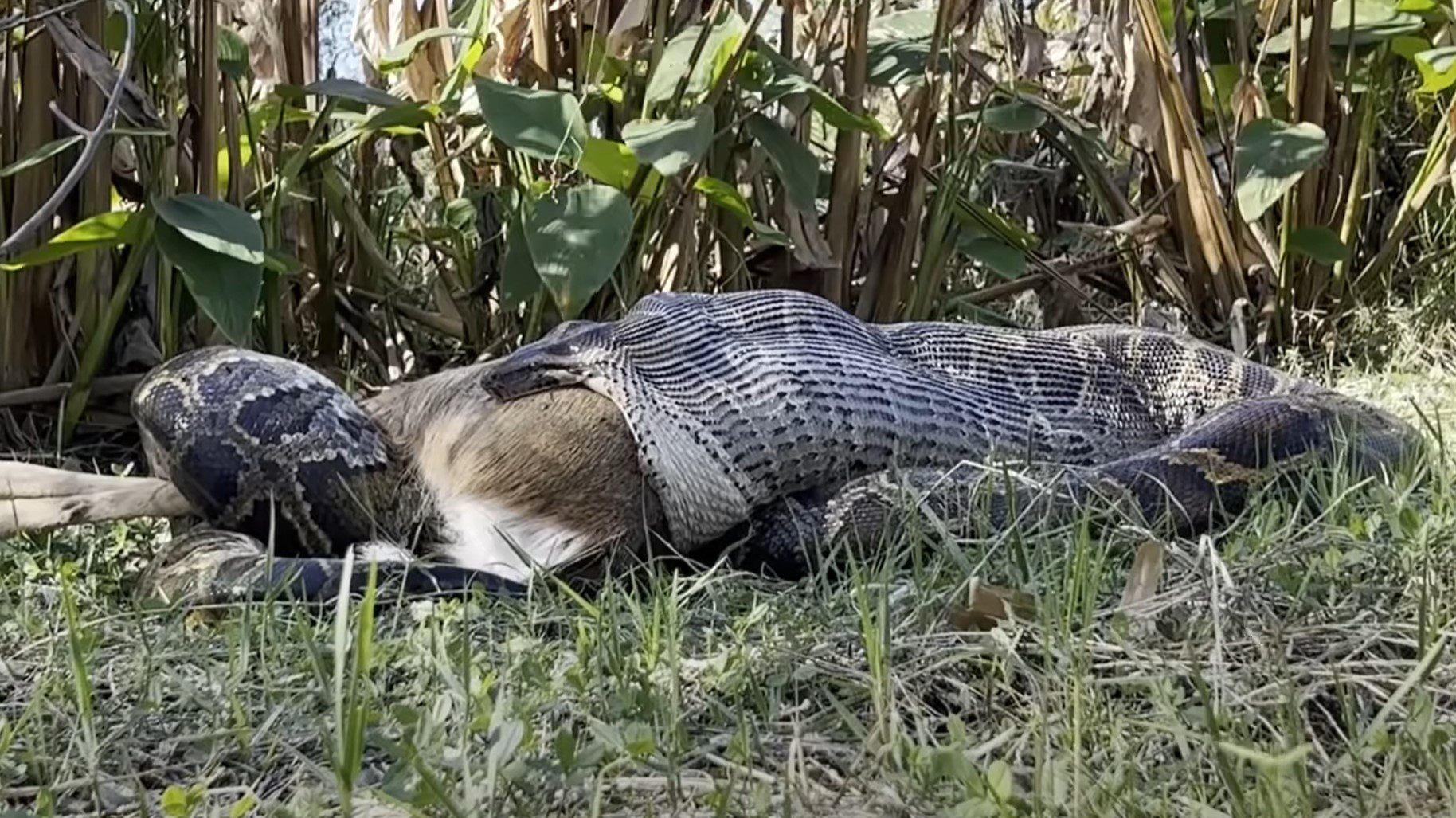 Florida Wildlife Biologists Capture Stunning Video Of Invasive Burmese