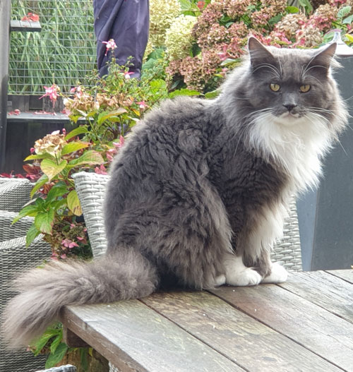 Whitefields Maine Coons