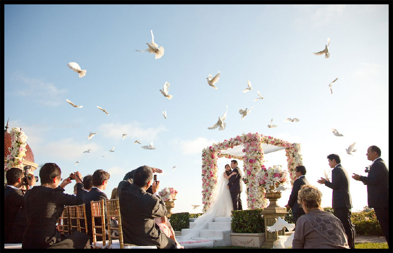 White wedding Doves, Dove Releases , white doves for weddings, Orange