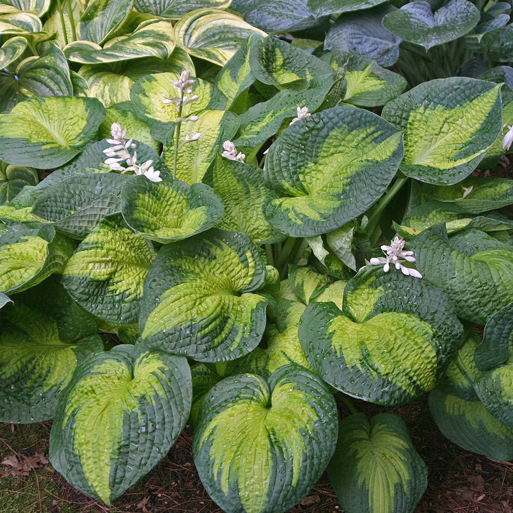 Hosta Brother Stefan White Flower Farm