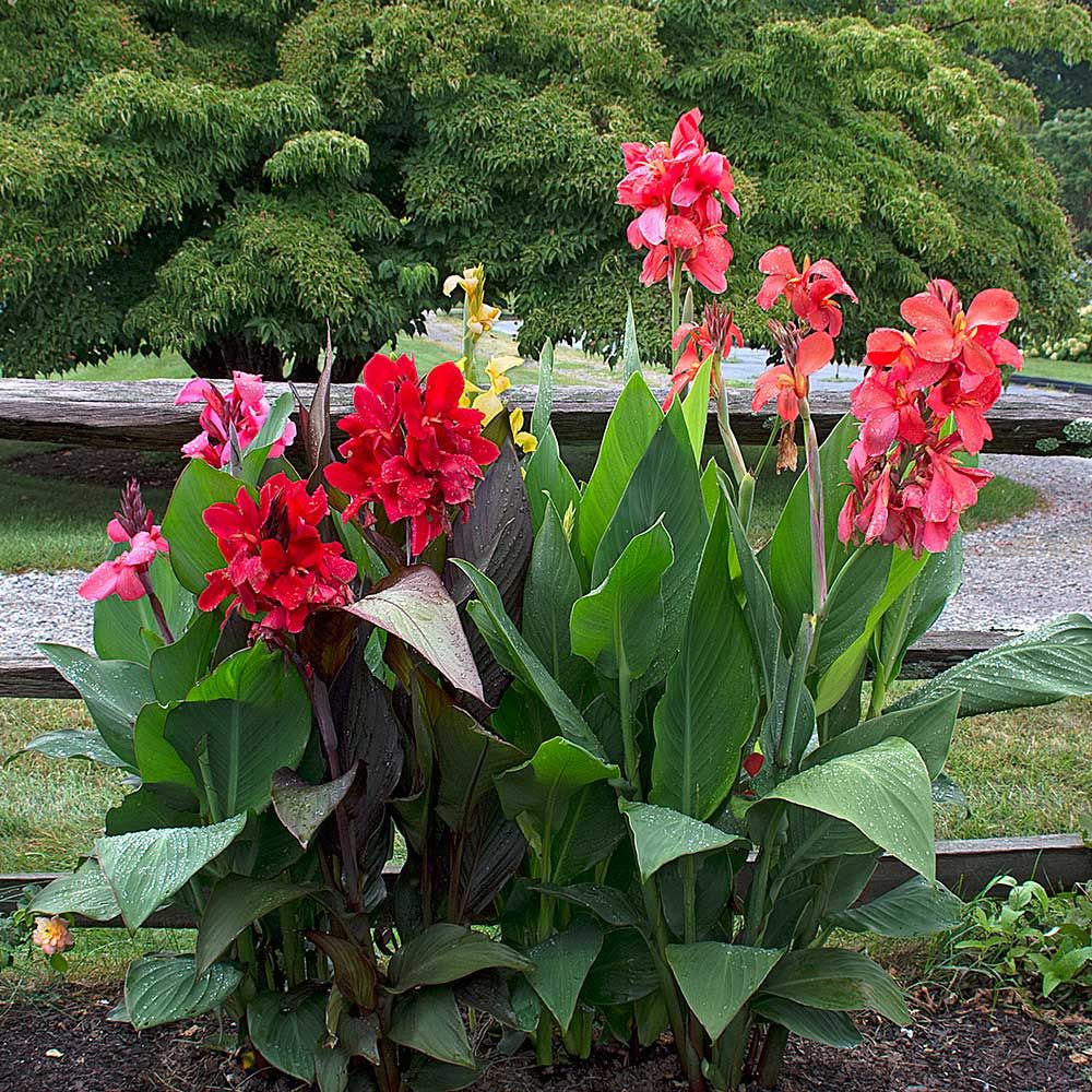 Toucan™ Canna Collection White Flower Farm