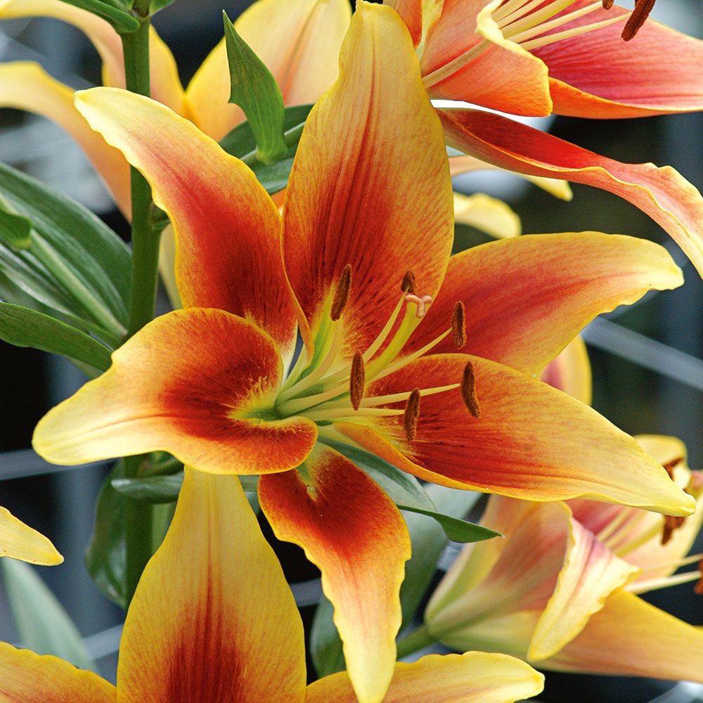 Extended Season Lily Mixture White Flower Farm