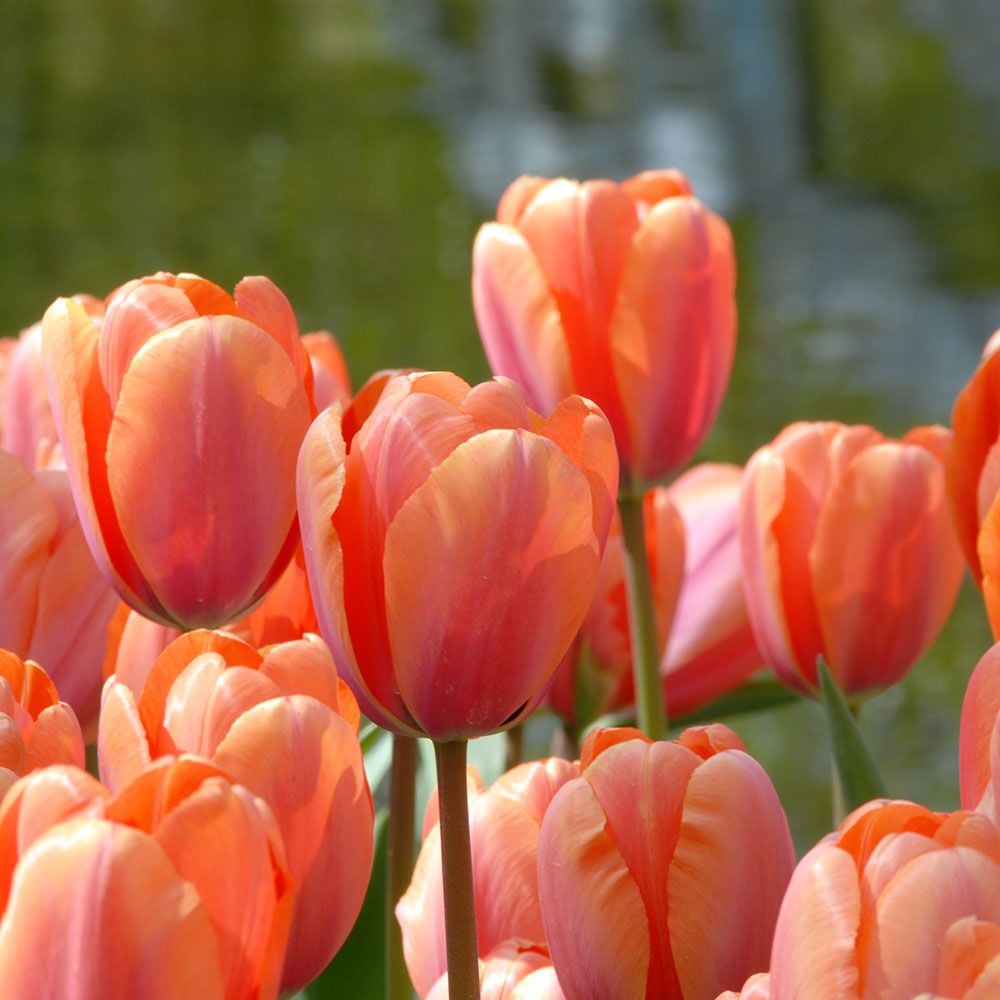 Tulip 'Apricot Impression' White Flower Farm