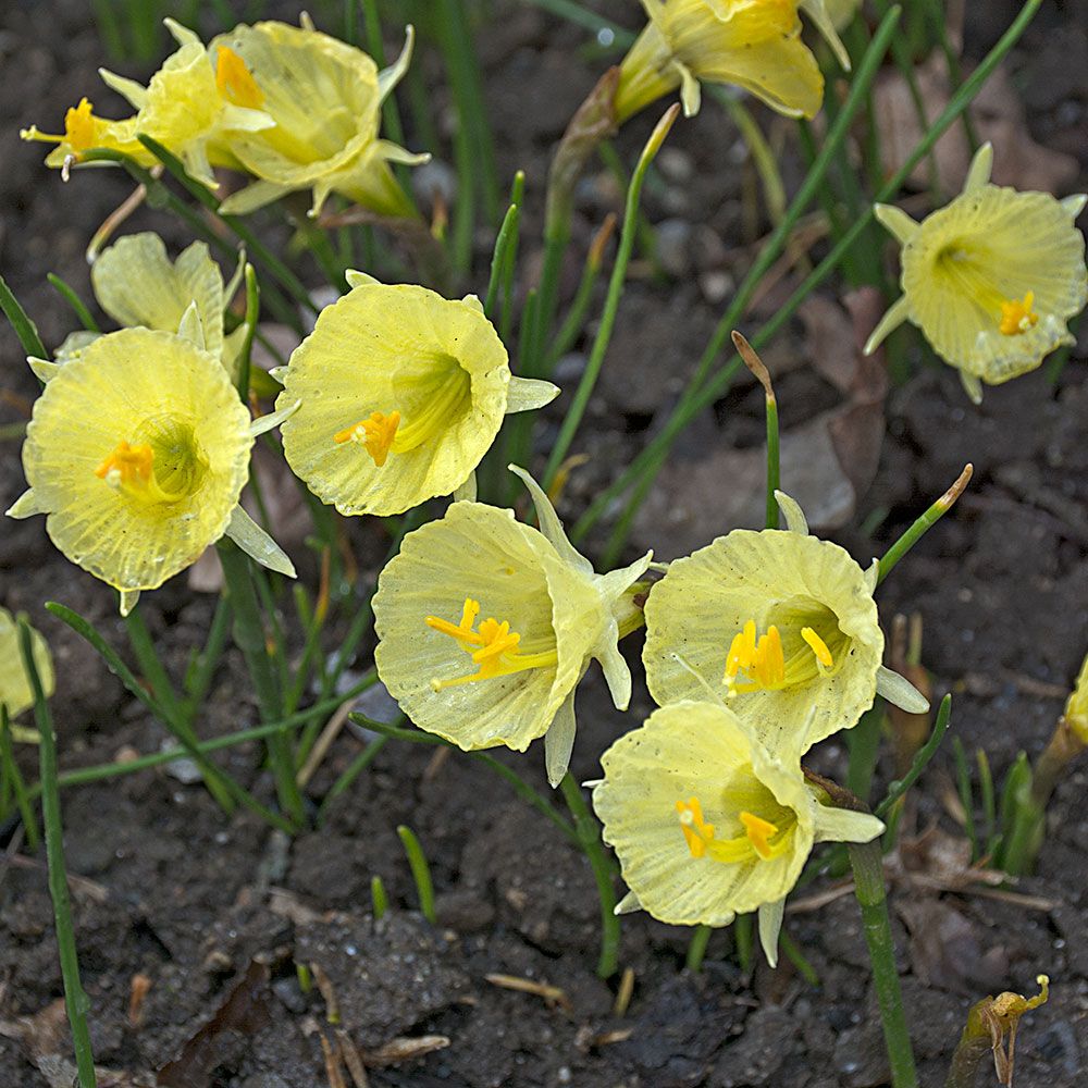 Narcissus romieuxii Julia Jane White Flower Farm