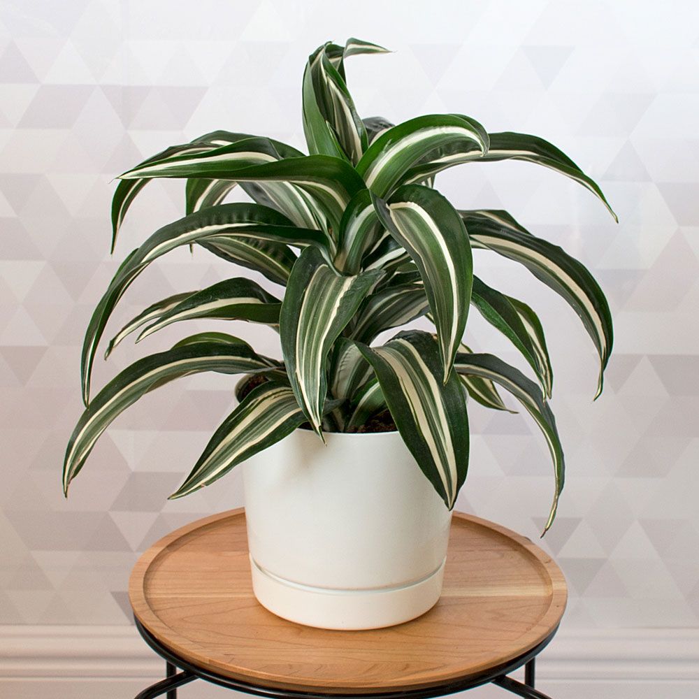 Dracaena Jade Jewel White Flower Farm