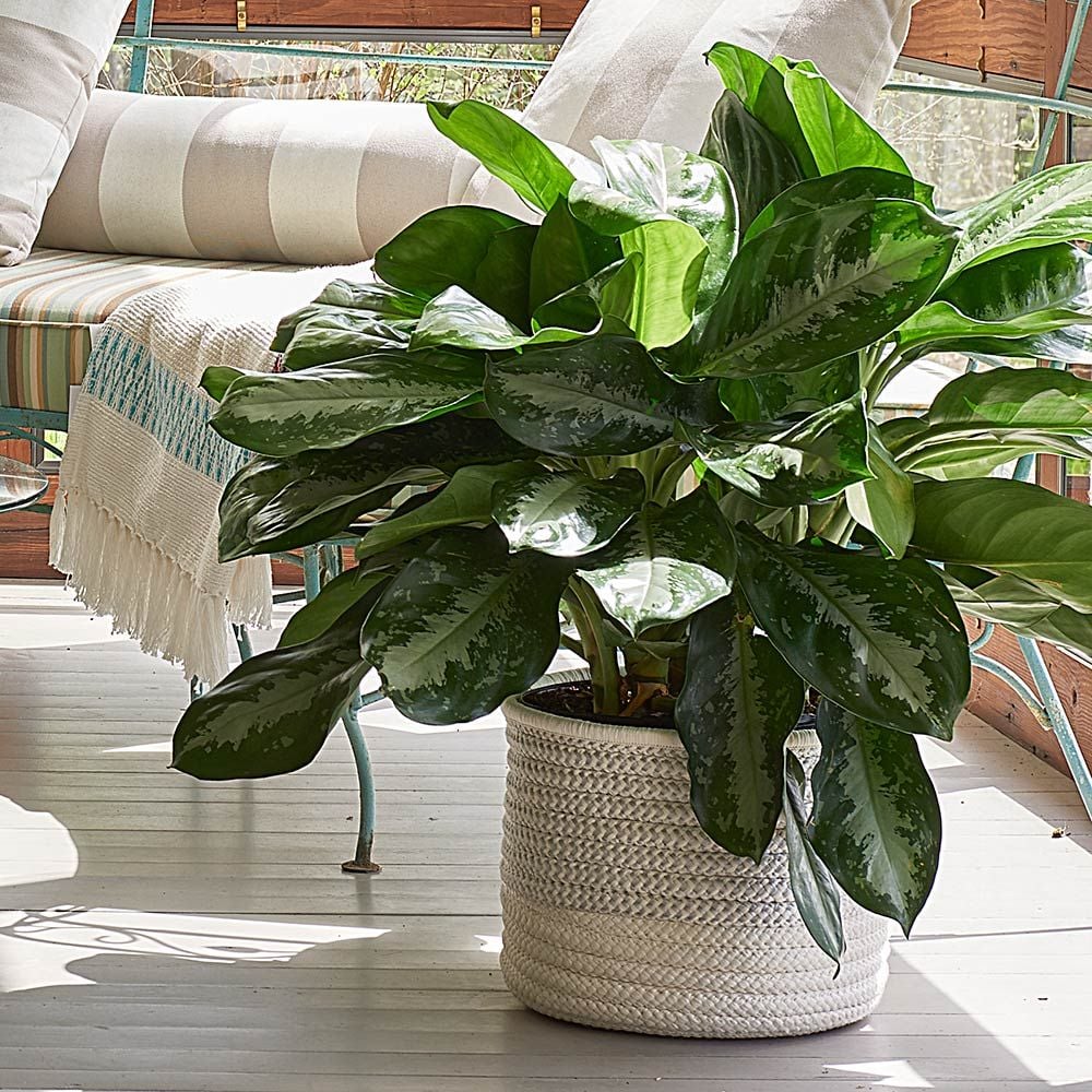 Chinese Evergreen White Flower Farm