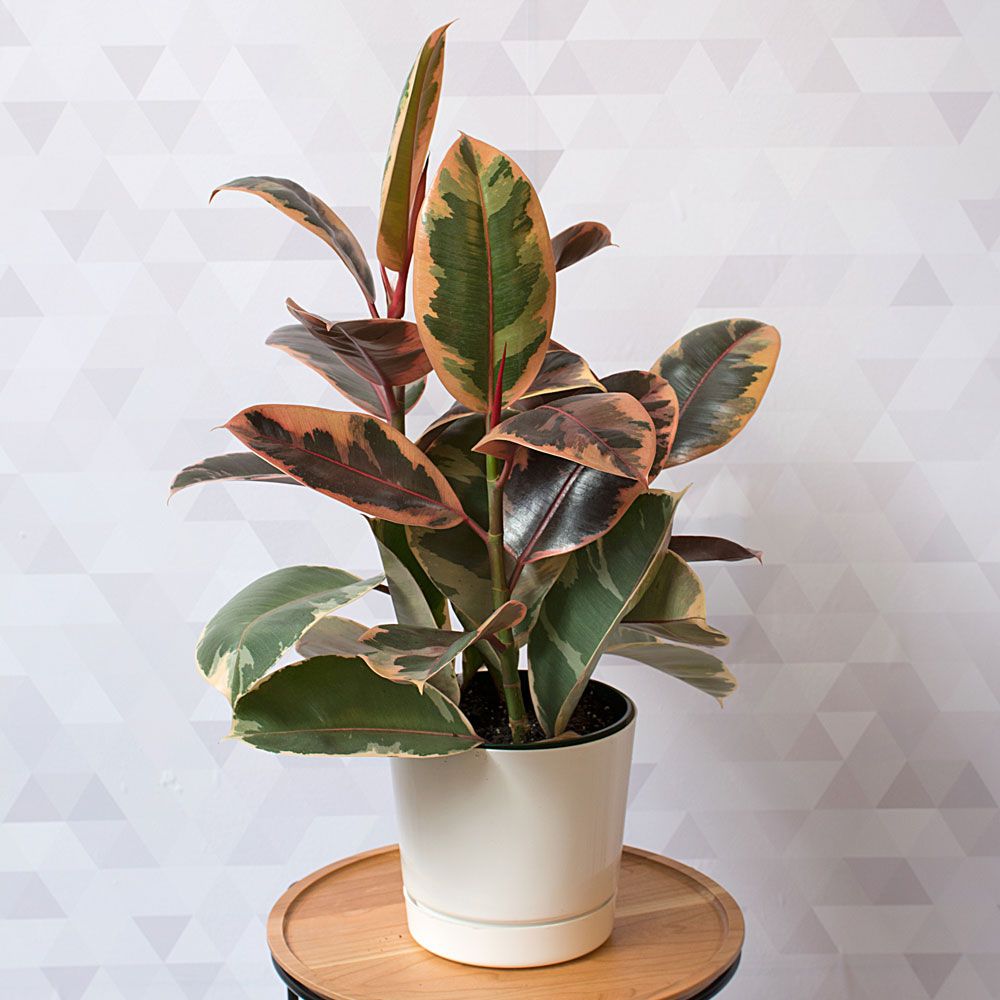 Ruby Rubber Plant White Flower Farm