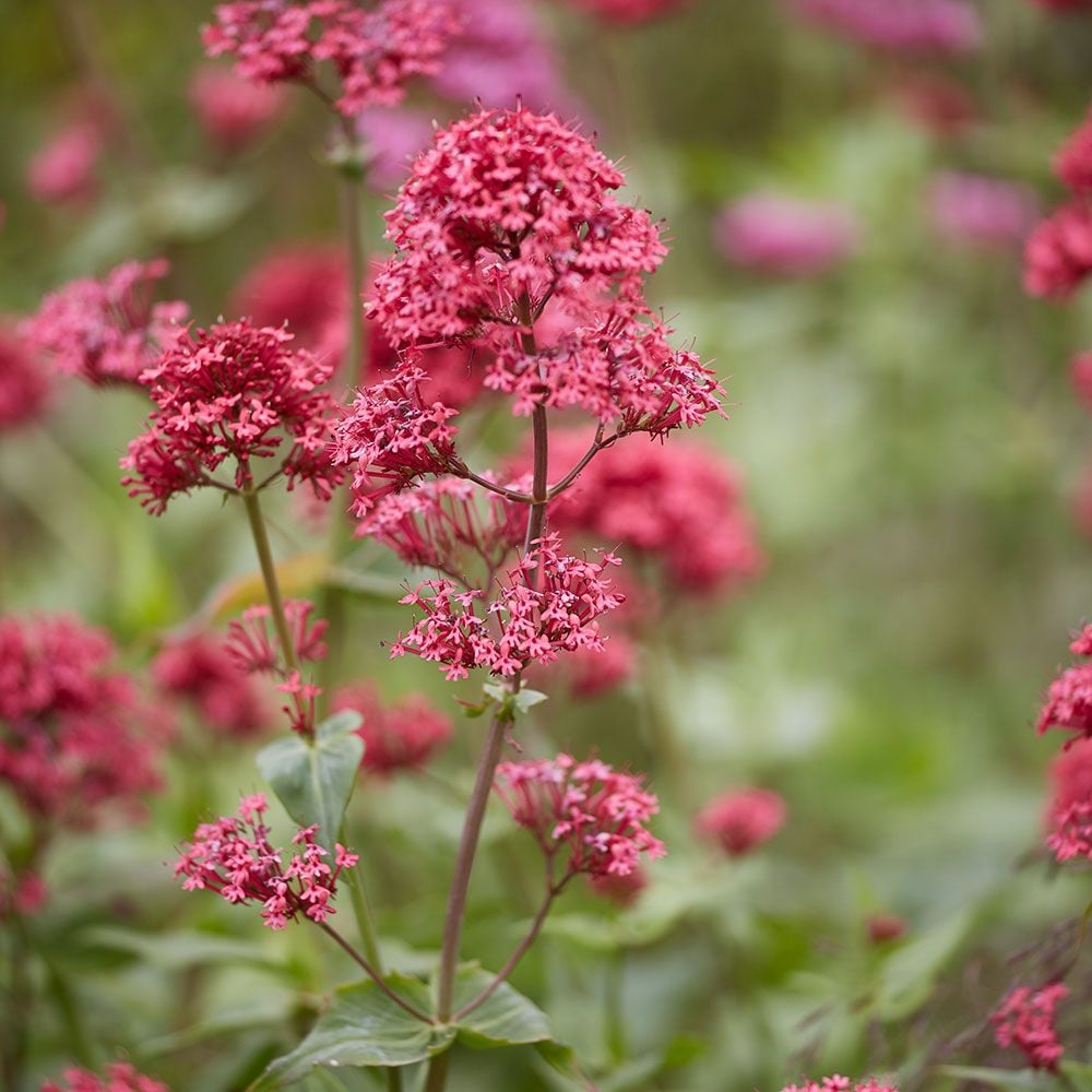 Centranthus ruber White Flower Farm