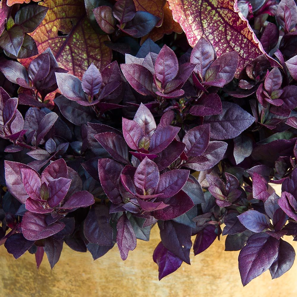 Alternanthera Plum Dandy™ White Flower Farm