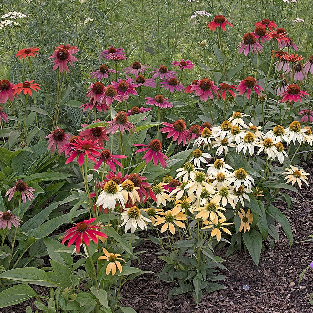 Echinacea 'Cheyenne Spirit' White Flower Farm