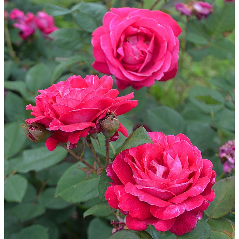 Rose Sweet Spirit White Flower Farm