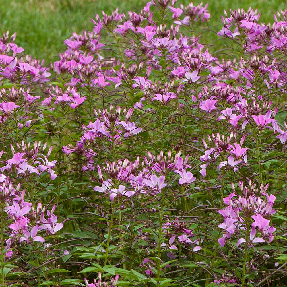 Cleome Señorita Rosalita® White Flower Farm