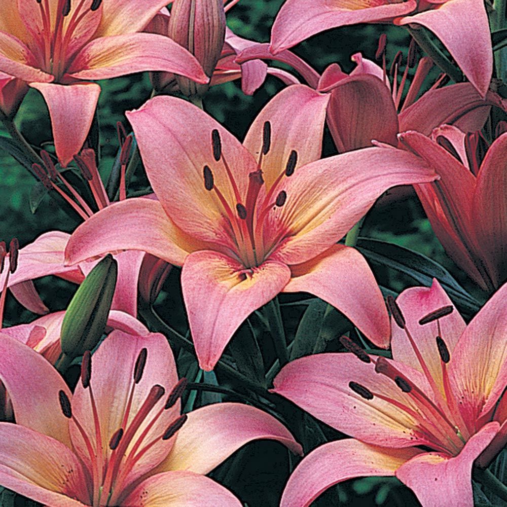 Extended Season Lily Mixture White Flower Farm