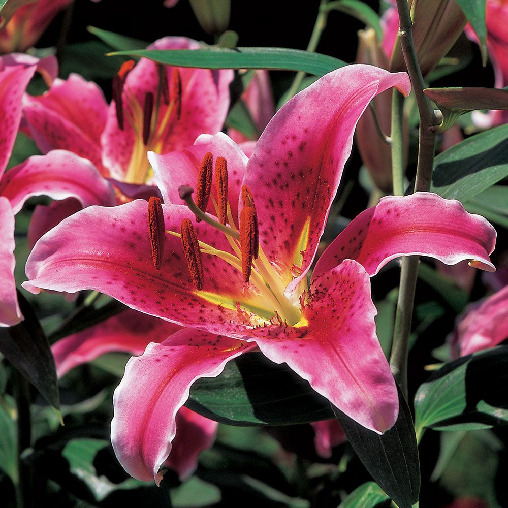 Extended Season Lily Mixture White Flower Farm