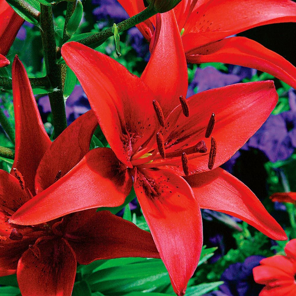 Extended Season Lily Mixture White Flower Farm