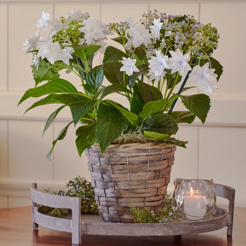 Hydrangea 'Shooting Star' in gray basket White Flower Farm