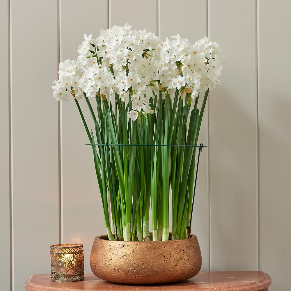 Paperwhite Kit with coppertoned ceramic bowl White Flower Farm