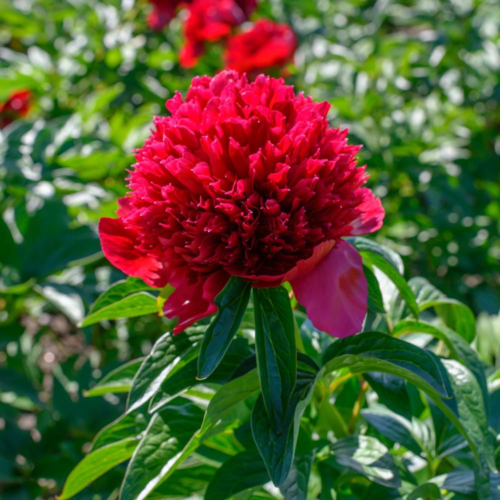 Peony 'Red Charm' White Flower Farm