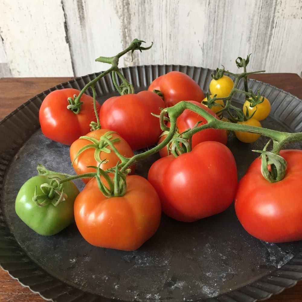 Tomato Bloody Butcher White Flower Farm