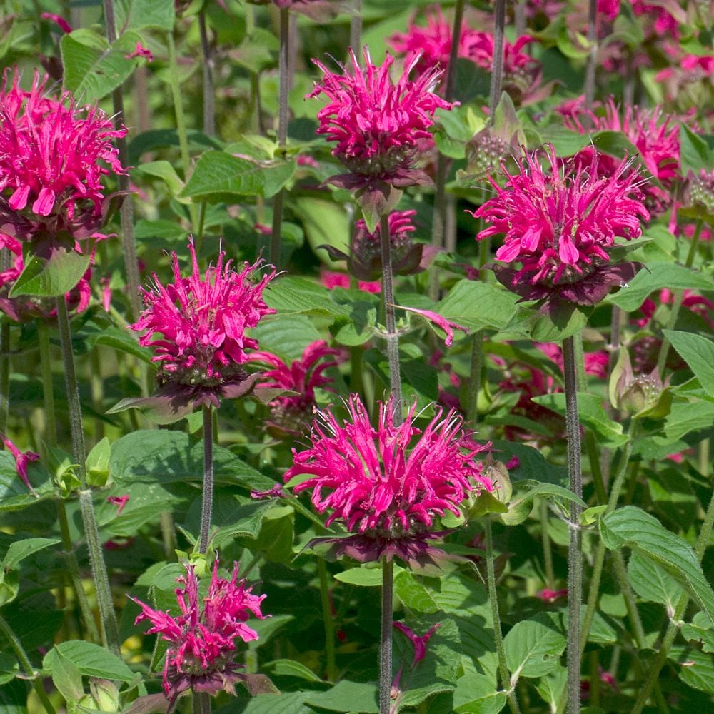 Monarda didyma Pink Lace White Flower Farm